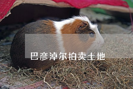 巴彦淖尔拍卖土地 巴彦淖尔拍卖土地