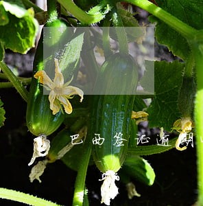 巴西签证逾期4年什么后果 巴西签证逾期4年什么后果