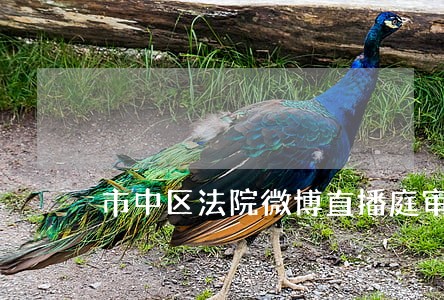 市中区法院微博直播庭审 市中区法院微博直播庭审