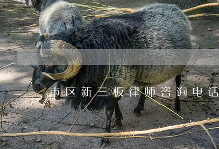 市区新三板律师咨询电话 市区新三板律师咨询电话