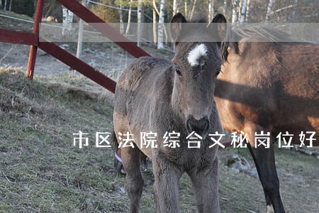 市区法院综合文秘岗位好吗