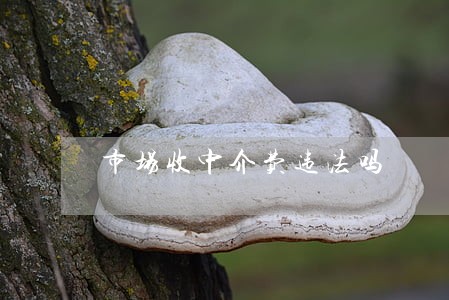 市场收中介费违法吗 市场收中介费违法吗