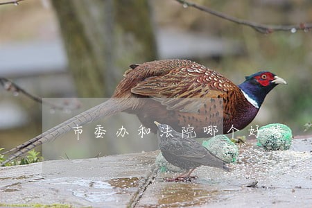 市委办和法院哪个好考 市委办和法院哪个好考