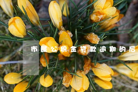 市属公积金贷款逾期的后果 市属公积金贷款逾期的后果