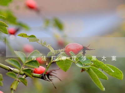 市法院审理涉黑大案 市法院审理涉黑大案