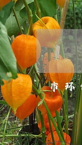 市环保局法规实施情况的报告 市环保局法规实施情况的报告