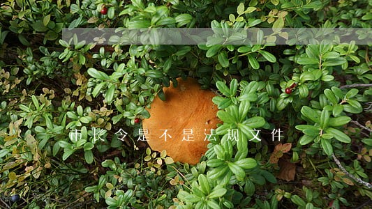 市长令是不是法规文件 市长令是不是法规文件