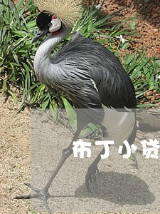 布丁小贷逾期200多天 布丁小贷逾期200多天