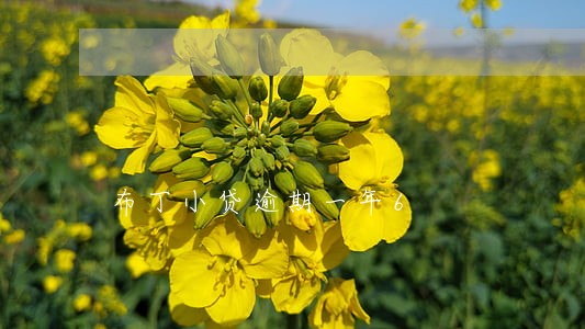 布丁小贷逾期一年6 布丁小贷逾期一年6