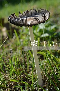 布丁小贷逾期能只还本金吗 布丁小贷逾期能只还本金吗