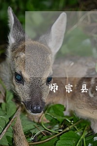 师宗县移民留学在线律师 师宗县移民留学在线律师