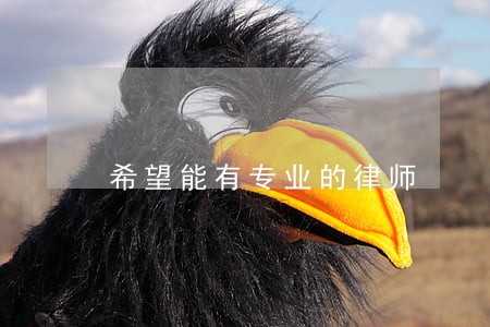 希望能有专业的律师 希望能有专业的律师