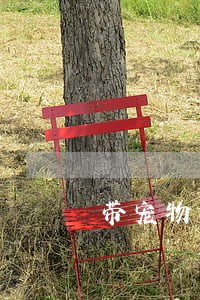 带宠物狐狸上街违法吗 带宠物狐狸上街违法吗