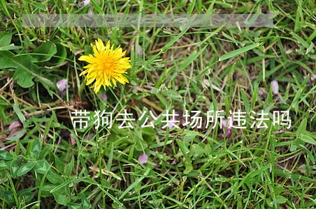 带狗去公共场所违法吗