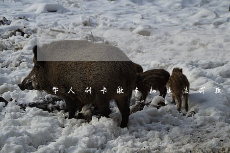 帮人刷卡缴车辆违法罚款 帮人刷卡缴车辆违法罚款