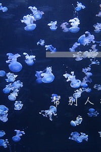 帮别人拉选票违法吗 帮别人拉选票违法吗
