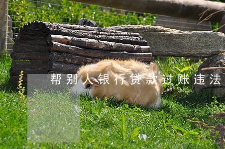 帮别人银行贷款过账违法吗