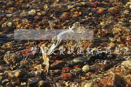 帮朋友贷款逾期后罚息怎么办 帮朋友贷款逾期后罚息怎么办