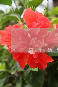 常州债权法律咨询平台