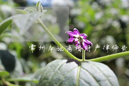 常州本地离婚财产律师费 常州本地离婚财产律师费