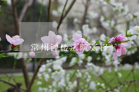 常州钟楼法院张锋 常州钟楼法院张锋
