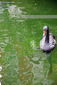 常年法律顾问应急预案 常年法律顾问应急预案