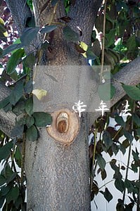 常年法律顾问比选公告 常年法律顾问比选公告