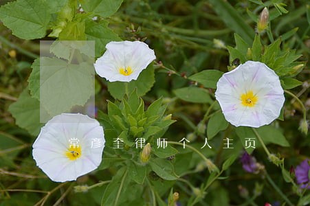 常彦奎律师个人主页 常彦奎律师个人主页