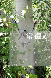 常德xx损害律师事务所怎么样 常德xx损害律师事务所怎么样