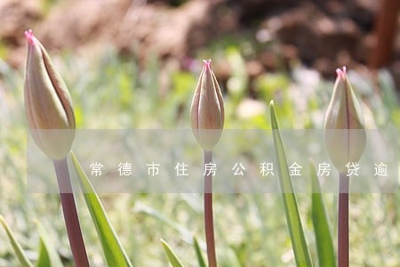 常德市住房公积金房贷逾期3月多 常德市住房公积金房贷逾期3月多