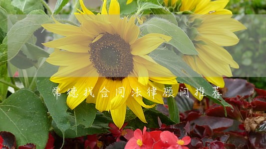 常德找合同法律顾问推荐 常德找合同法律顾问推荐