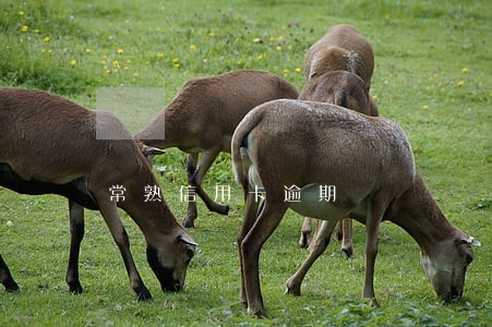 常熟信用卡逾期 常熟信用卡逾期