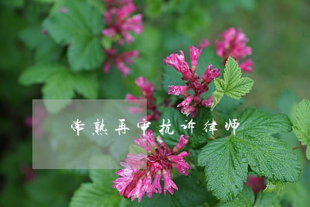 常熟再审抗诉律师 常熟再审抗诉律师