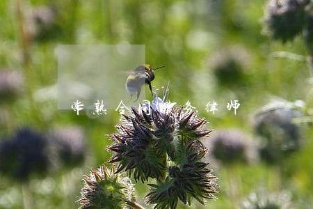 常熟合同债务律师