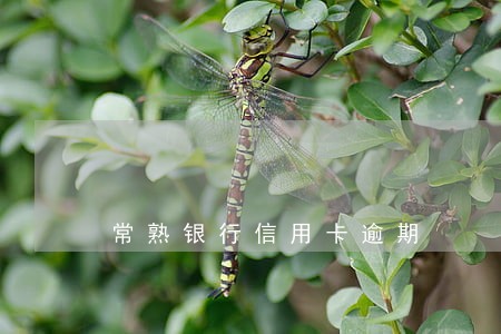 常熟银行信用卡逾期 常熟银行信用卡逾期