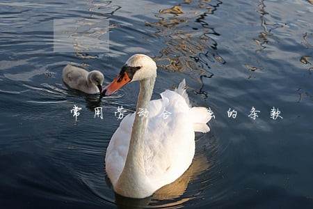 常用劳动合同法的条款 常用劳动合同法的条款