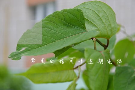 常用的信用卡逾期电话