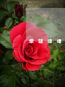 常驻法律顾问是什么意思 常驻法律顾问是什么意思