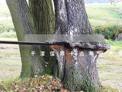 干活信用卡逾期一天费用 干活信用卡逾期一天费用