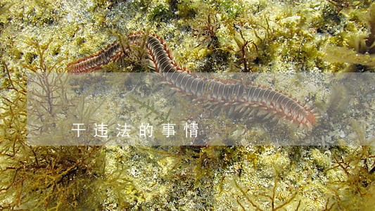 干违法的事情 干违法的事情