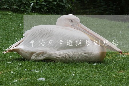 平信用卡逾期收到短信