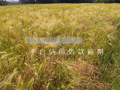 平台信用借款逾期 平台信用借款逾期
