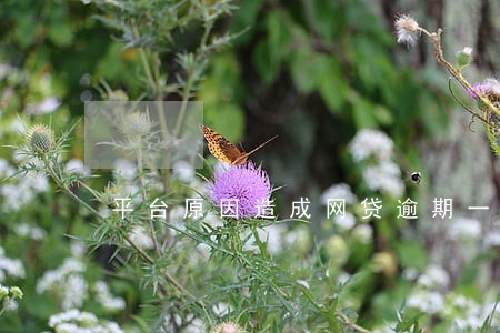 平台原因造成网贷逾期一天 平台原因造成网贷逾期一天