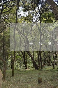 平台贷款可以只还本金吗