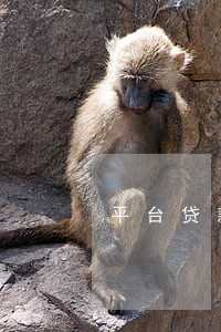 平台贷款逾期 平台贷款逾期