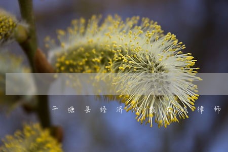 平塘县经济仲裁在线律师 平塘县经济仲裁在线律师