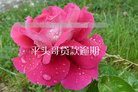 平头哥贷款逾期 平头哥贷款逾期