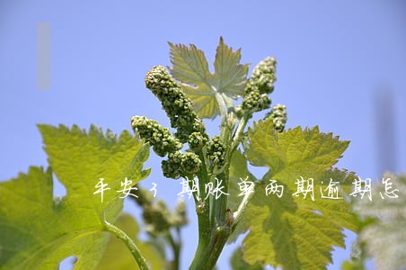 平安3期账单两期逾期怎么办
