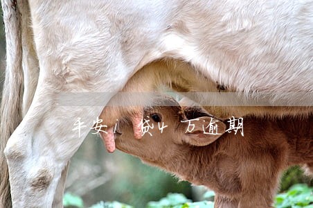 平安i贷4万逾期 平安i贷4万逾期