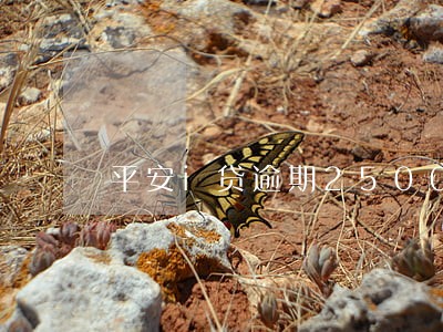 平安i贷逾期2500 平安i贷逾期2500